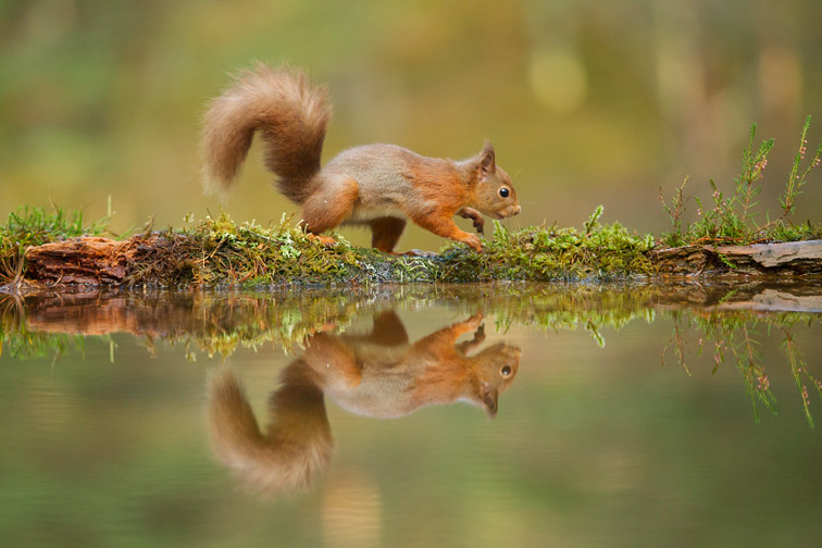 Red squirrel (Sciurus vulgaris) at woodland pool, Cairngorms National Park, Scotland, UK